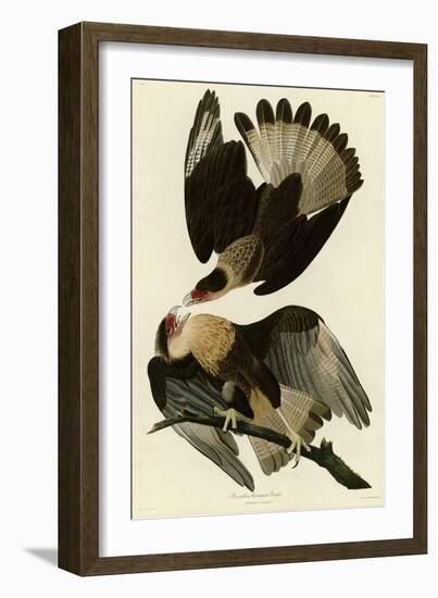 Brasilian Caracara Eagle-null-Framed Giclee Print