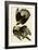 Brasilian Caracara Eagle-null-Framed Giclee Print