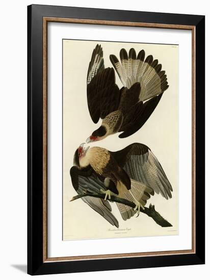 Brasilian Caracara Eagle-null-Framed Giclee Print