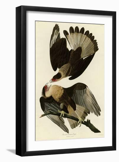 Brasilian Caracara Eagle-null-Framed Giclee Print