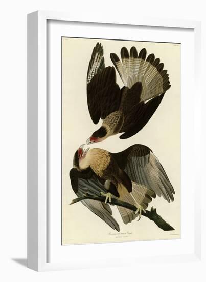 Brasilian Caracara Eagle-null-Framed Giclee Print