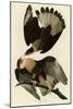 Brasilian Caracara Eagle-null-Mounted Giclee Print