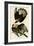 Brasilian Caracara Eagle-null-Framed Giclee Print