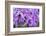 Brassanthe, Orchid, Maikai-Jim Engelbrecht-Framed Photographic Print