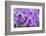 Brassanthe, Orchid, Maikai-Jim Engelbrecht-Framed Photographic Print