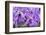 Brassanthe, Orchid, Maikai-Jim Engelbrecht-Framed Photographic Print