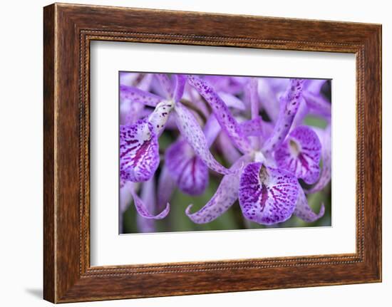 Brassanthe, Orchid, Maikai-Jim Engelbrecht-Framed Photographic Print