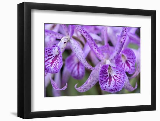 Brassanthe, Orchid, Maikai-Jim Engelbrecht-Framed Photographic Print