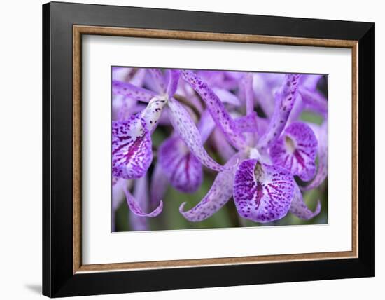 Brassanthe, Orchid, Maikai-Jim Engelbrecht-Framed Photographic Print