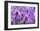 Brassanthe, Orchid, Maikai-Jim Engelbrecht-Framed Photographic Print