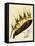 Brassia Antherotes-John Nugent Fitch-Framed Premier Image Canvas
