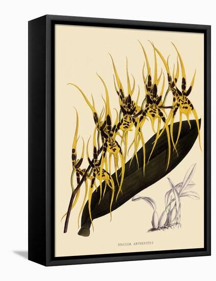 Brassia Antherotes-John Nugent Fitch-Framed Premier Image Canvas