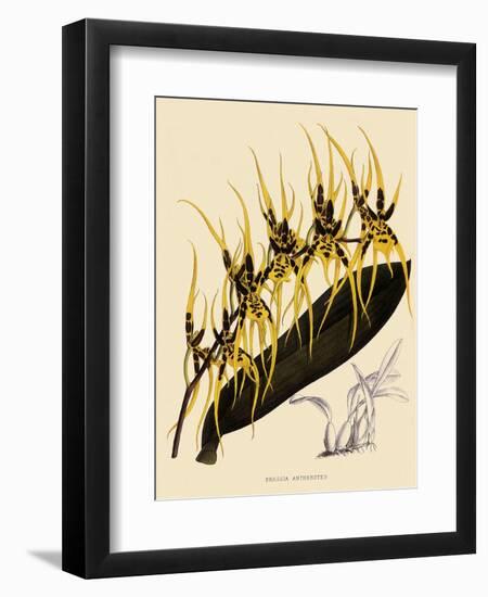 Brassia Antherotes-John Nugent Fitch-Framed Giclee Print
