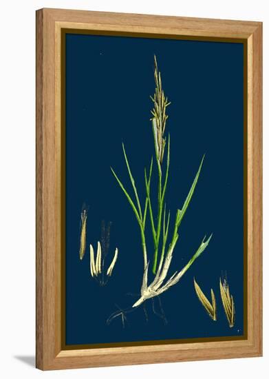 Brassica Rapa; Common Turnip-null-Framed Premier Image Canvas