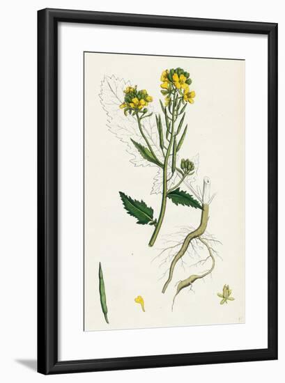 Brassica Sinapistrum Wild Mustard-null-Framed Giclee Print