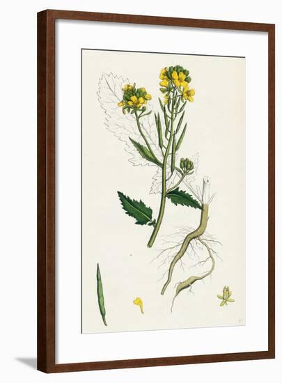Brassica Sinapistrum Wild Mustard-null-Framed Giclee Print