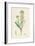 'Brassica tenuifolia. Wall rocket', 19th Century-Unknown-Framed Giclee Print