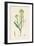 'Brassica tenuifolia. Wall rocket', 19th Century-Unknown-Framed Giclee Print
