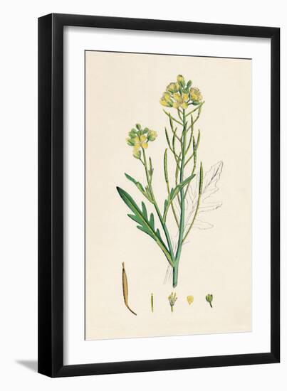 'Brassica tenuifolia. Wall rocket', 19th Century-Unknown-Framed Giclee Print