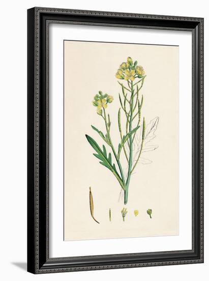 'Brassica tenuifolia. Wall rocket', 19th Century-Unknown-Framed Giclee Print