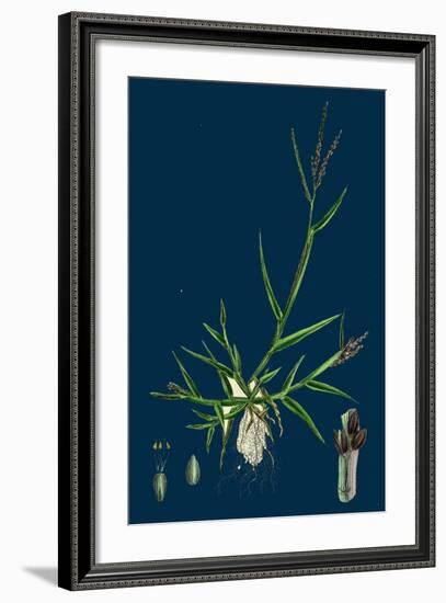 Brassica Tenuifolia; Wall Rocket-null-Framed Giclee Print