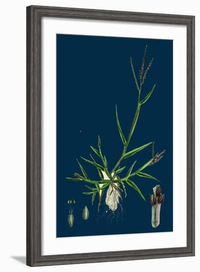 Brassica Tenuifolia; Wall Rocket-null-Framed Giclee Print