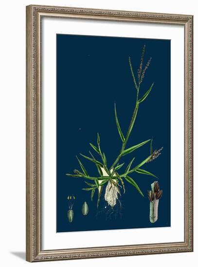 Brassica Tenuifolia; Wall Rocket-null-Framed Giclee Print