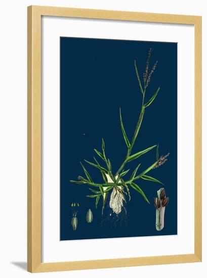 Brassica Tenuifolia; Wall Rocket-null-Framed Giclee Print