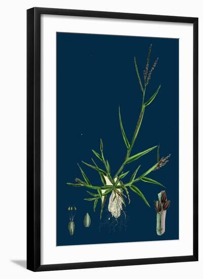 Brassica Tenuifolia; Wall Rocket-null-Framed Giclee Print