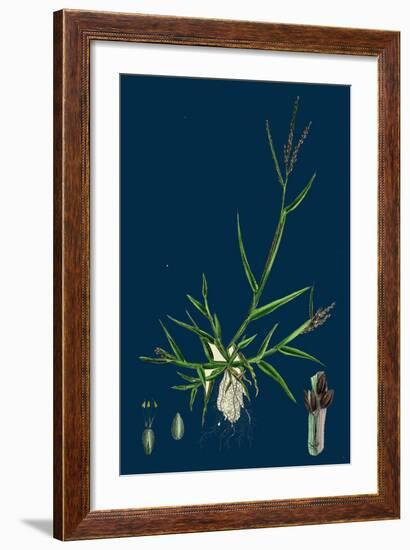 Brassica Tenuifolia; Wall Rocket-null-Framed Giclee Print