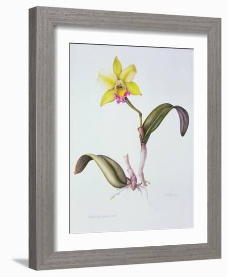 Brassolaeliocattleya Greenwich, Elmhurst (W/C on Paper)-Margaret Ann Eden-Framed Giclee Print