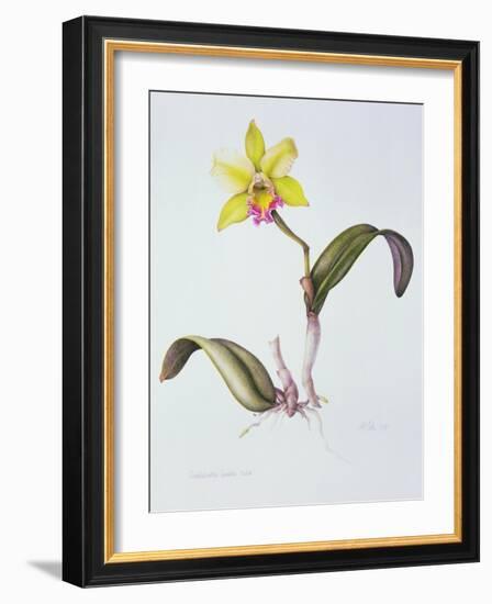 Brassolaeliocattleya Greenwich, Elmhurst (W/C on Paper)-Margaret Ann Eden-Framed Giclee Print
