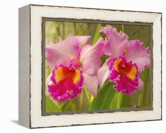 Brassolaeliocattleya Pink Diamond Orchid in the Orchid House at Royal Botanic Gardens, Peradeniya, -Rob Francis-Framed Premier Image Canvas