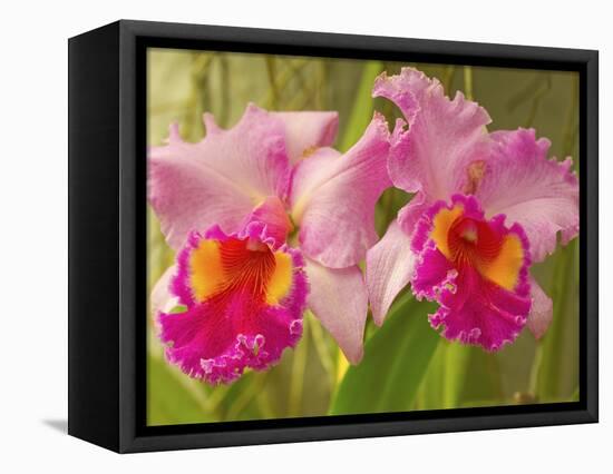 Brassolaeliocattleya Pink Diamond Orchid in the Orchid House at Royal Botanic Gardens, Peradeniya, -Rob Francis-Framed Premier Image Canvas