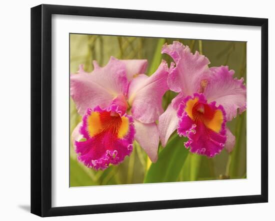 Brassolaeliocattleya Pink Diamond Orchid in the Orchid House at Royal Botanic Gardens, Peradeniya, -Rob Francis-Framed Photographic Print