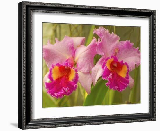 Brassolaeliocattleya Pink Diamond Orchid in the Orchid House at Royal Botanic Gardens, Peradeniya, -Rob Francis-Framed Photographic Print