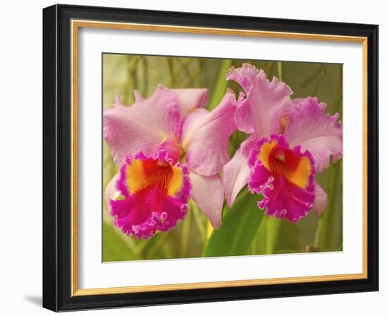 Brassolaeliocattleya Pink Diamond Orchid in the Orchid House at Royal Botanic Gardens, Peradeniya, -Rob Francis-Framed Photographic Print