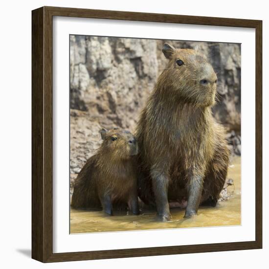 Brazil. A capybara with its young in the Pantanal.-Ralph H. Bendjebar-Framed Premium Photographic Print