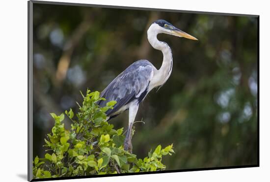 Brazil. A cocoi heron in the Pantanal.-Ralph H. Bendjebar-Mounted Photographic Print