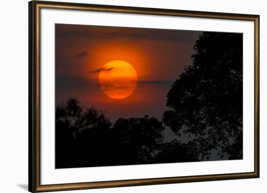 Brazil. A colorful orange sunset in the Pantanal.-Ralph H. Bendjebar-Framed Photographic Print