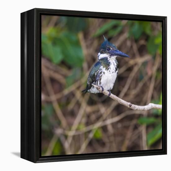 Brazil. A female Amazon kingfisher in the Pantanal.-Ralph H. Bendjebar-Framed Premier Image Canvas