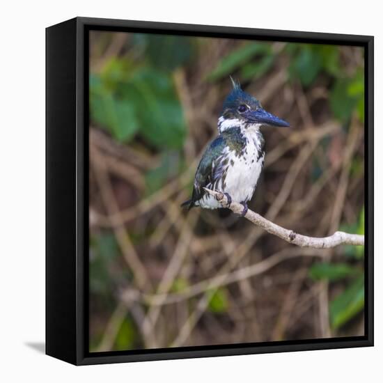 Brazil. A female Amazon kingfisher in the Pantanal.-Ralph H. Bendjebar-Framed Premier Image Canvas