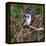 Brazil. A female Amazon kingfisher in the Pantanal.-Ralph H. Bendjebar-Framed Premier Image Canvas
