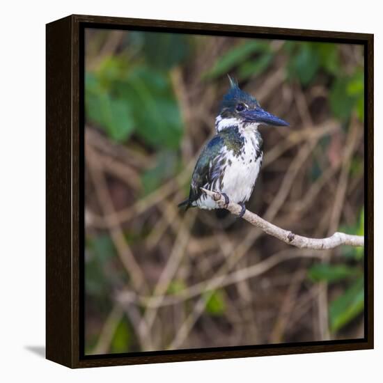 Brazil. A female Amazon kingfisher in the Pantanal.-Ralph H. Bendjebar-Framed Premier Image Canvas