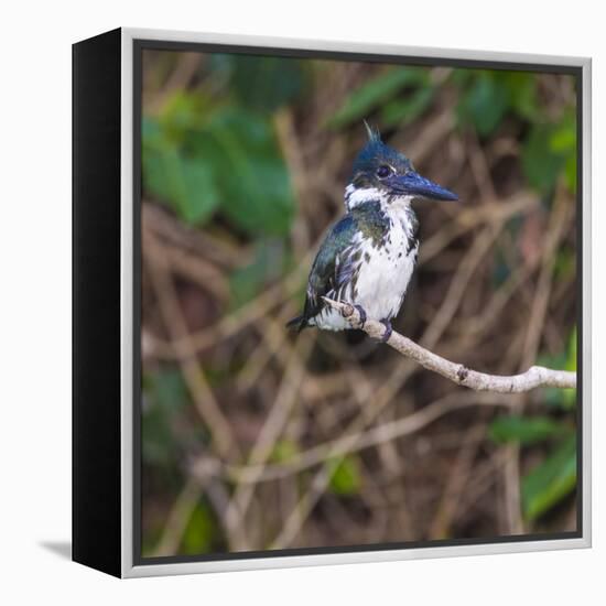 Brazil. A female Amazon kingfisher in the Pantanal.-Ralph H. Bendjebar-Framed Premier Image Canvas