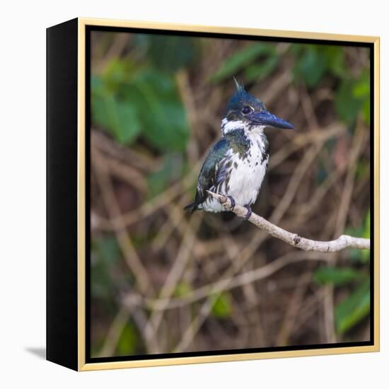 Brazil. A female Amazon kingfisher in the Pantanal.-Ralph H. Bendjebar-Framed Premier Image Canvas