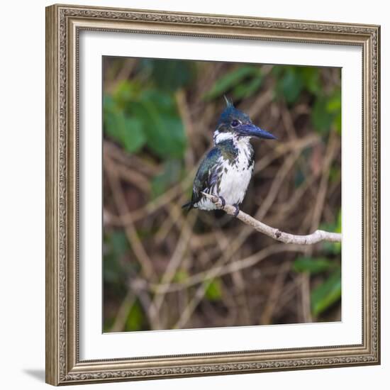 Brazil. A female Amazon kingfisher in the Pantanal.-Ralph H. Bendjebar-Framed Photographic Print