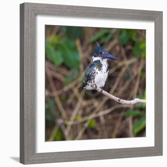 Brazil. A female Amazon kingfisher in the Pantanal.-Ralph H. Bendjebar-Framed Photographic Print