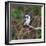 Brazil. A female Amazon kingfisher in the Pantanal.-Ralph H. Bendjebar-Framed Photographic Print