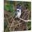 Brazil. A female Amazon kingfisher in the Pantanal.-Ralph H. Bendjebar-Mounted Photographic Print